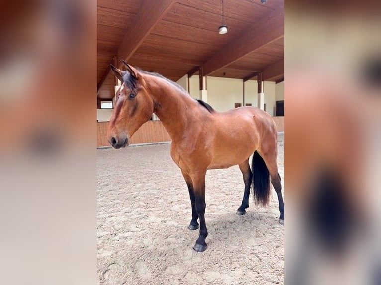 PRE Mix Wallach 4 Jahre 165 cm  in Ruppichteroth