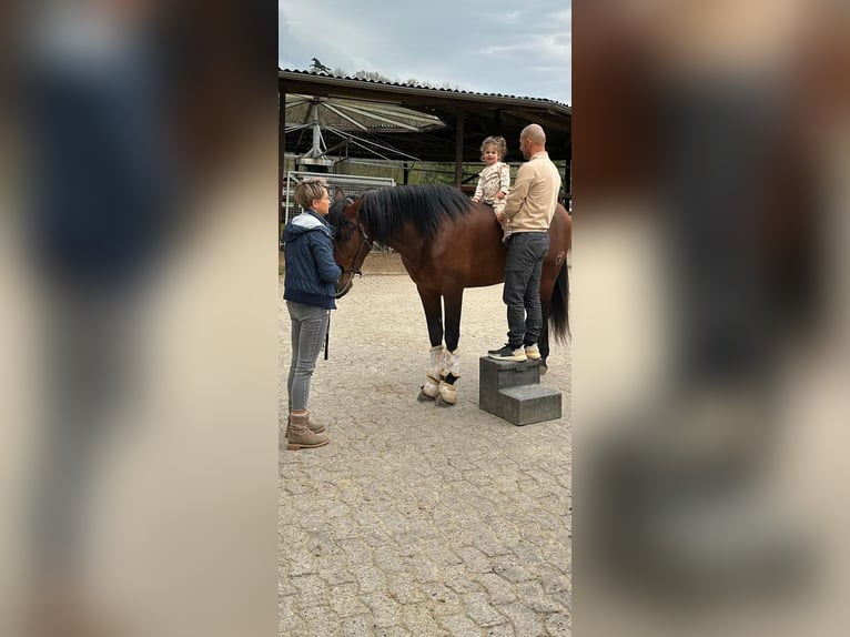 PRE Mix Wallach 4 Jahre 166 cm Brauner in Bielefeld