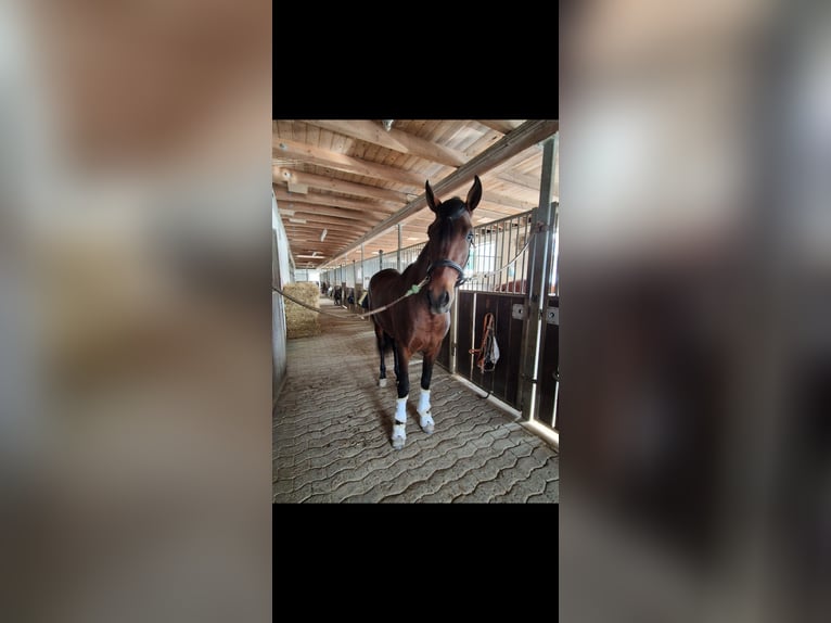 PRE Mix Wallach 4 Jahre 166 cm Brauner in Bielefeld