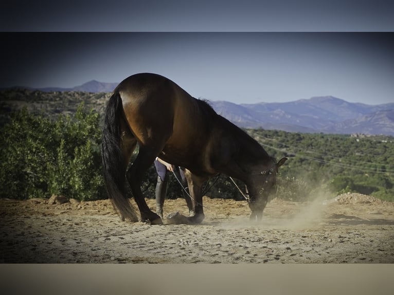 PRE Mix Wallach 4 Jahre 166 cm Braunfalbschimmel in MADRID