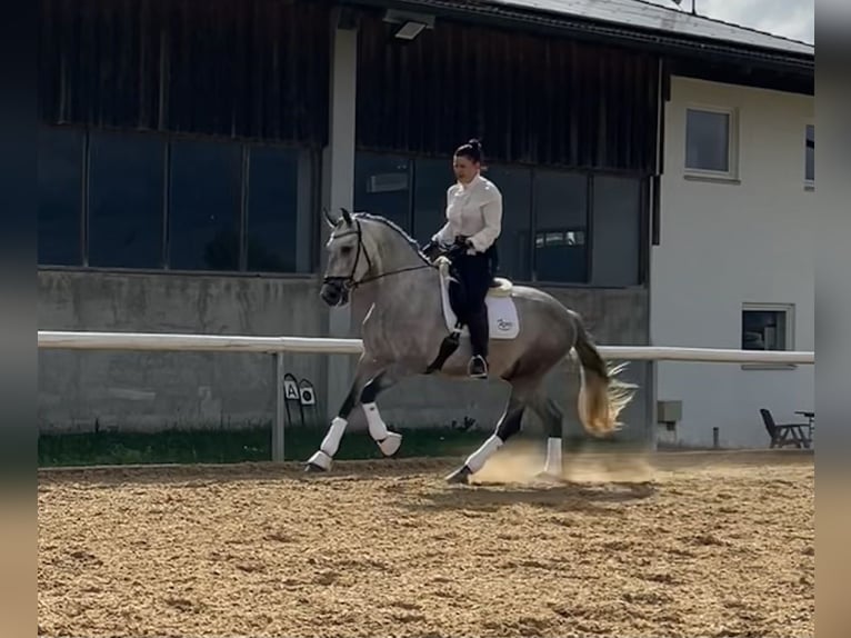 PRE Mix Wallach 4 Jahre 166 cm Schimmel in Adelshofen