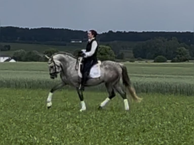 PRE Mix Wallach 4 Jahre 166 cm Schimmel in Adelshofen