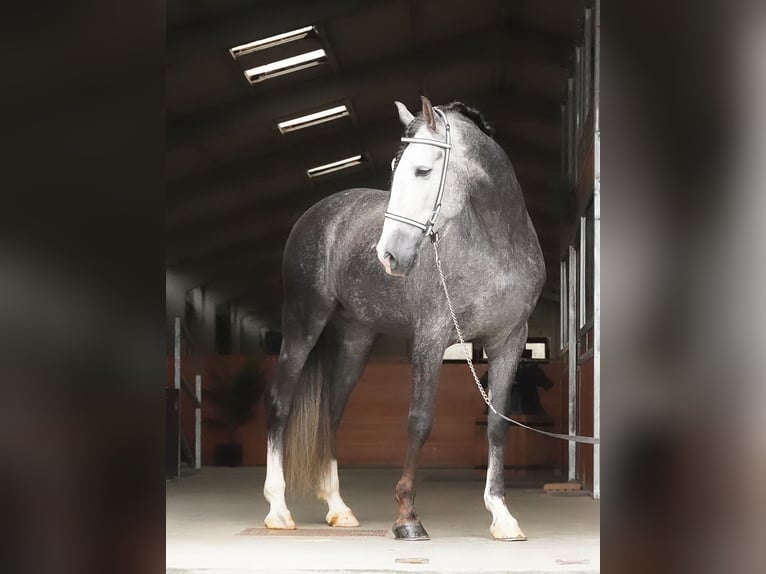 PRE Wallach 4 Jahre 166 cm Schimmel in Serooskerke