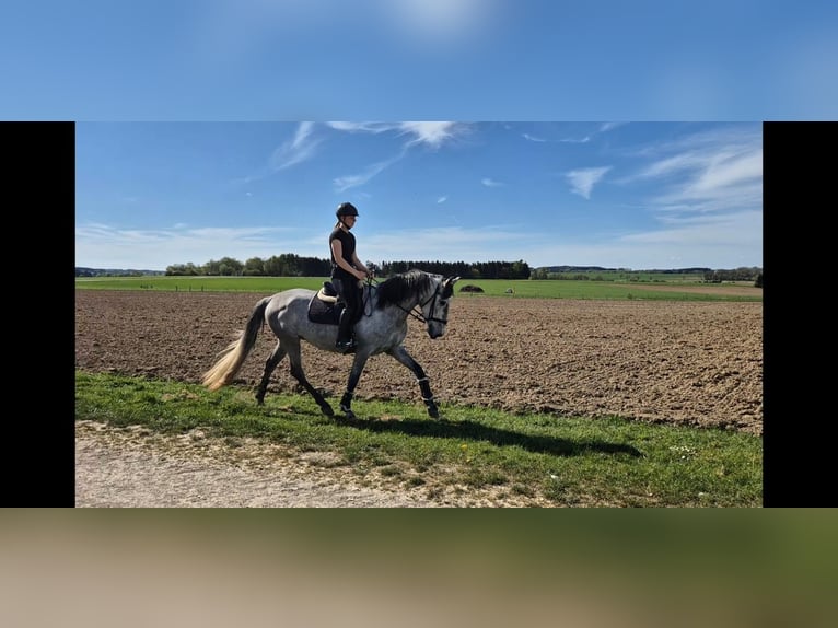 PRE Mix Wallach 4 Jahre 166 cm Schimmel in Adelshofen