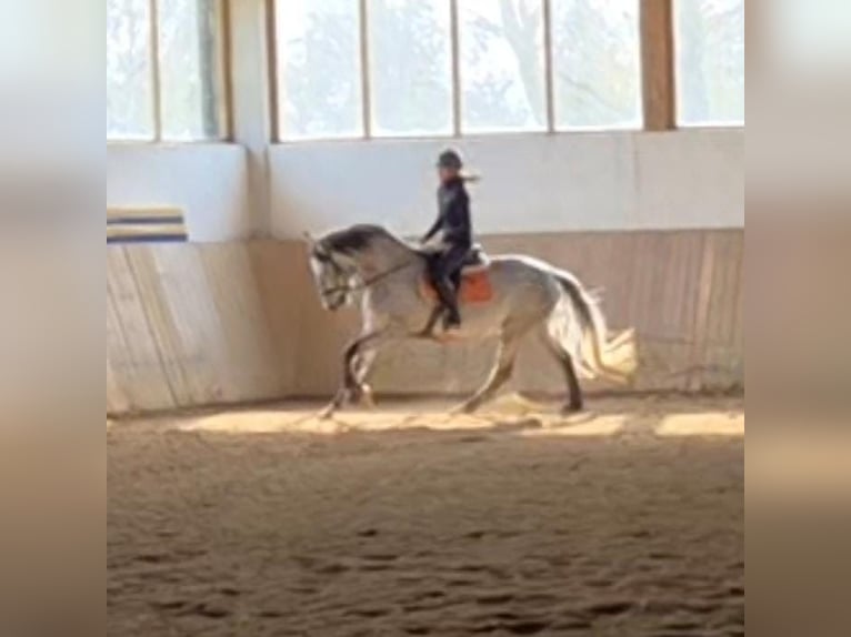 PRE Mix Wallach 4 Jahre 166 cm Schimmel in Adelshofen