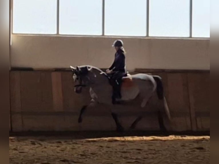 PRE Mix Wallach 4 Jahre 166 cm Schimmel in Adelshofen