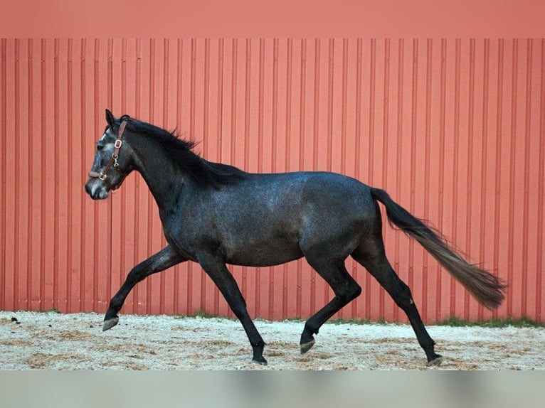 PRE Mix Wallach 4 Jahre 167 cm Apfelschimmel in Osterholz-Scharmbeck