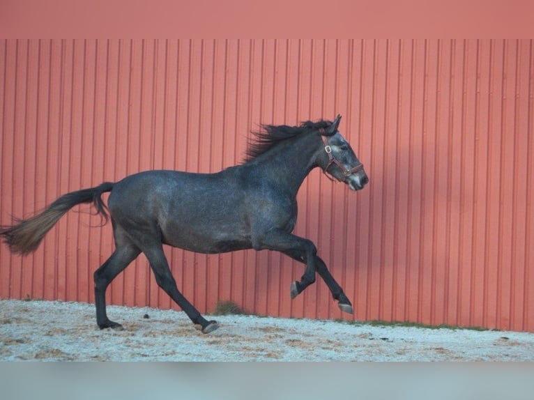 PRE Mix Wallach 4 Jahre 167 cm Apfelschimmel in Osterholz-Scharmbeck