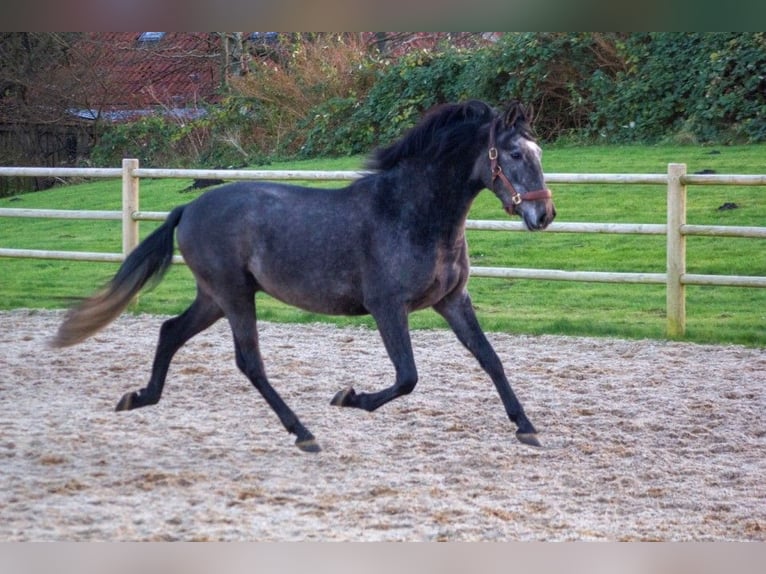 PRE Mix Wallach 4 Jahre 167 cm Apfelschimmel in Osterholz-Scharmbeck