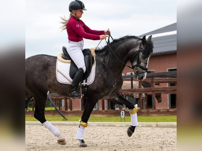 PRE Wallach 4 Jahre 167 cm Apfelschimmel in Rickenbach