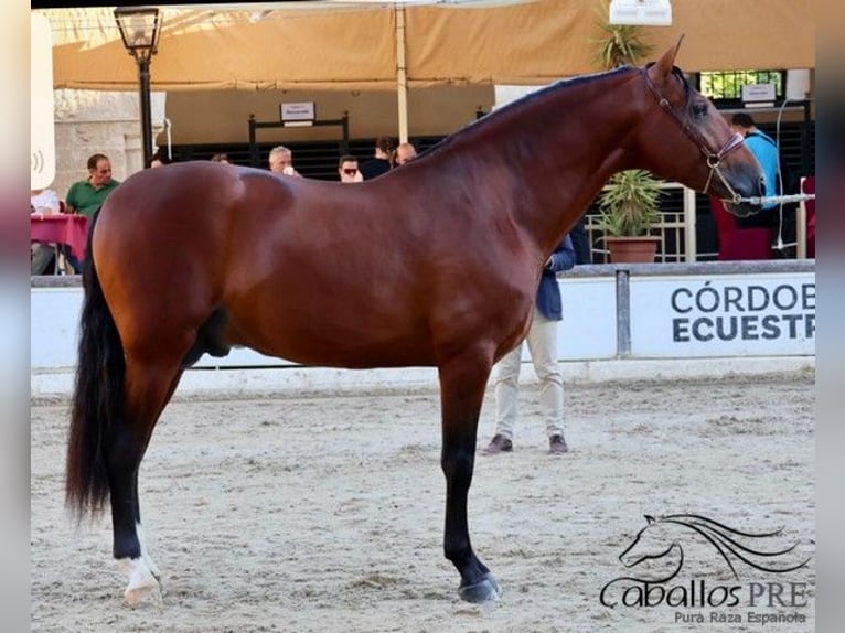 PRE Wallach 4 Jahre 167 cm Brauner in Sevilla