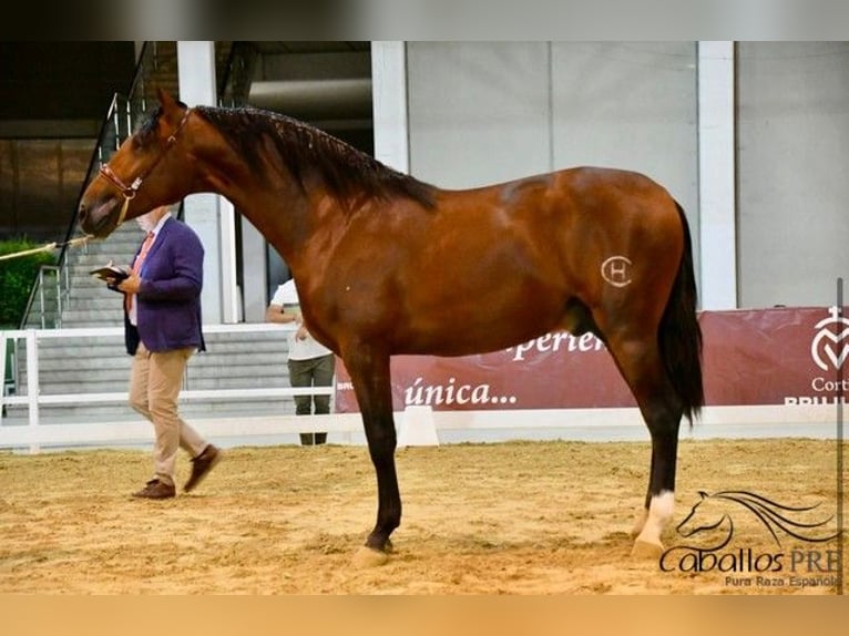 PRE Wallach 4 Jahre 167 cm Brauner in Sevilla