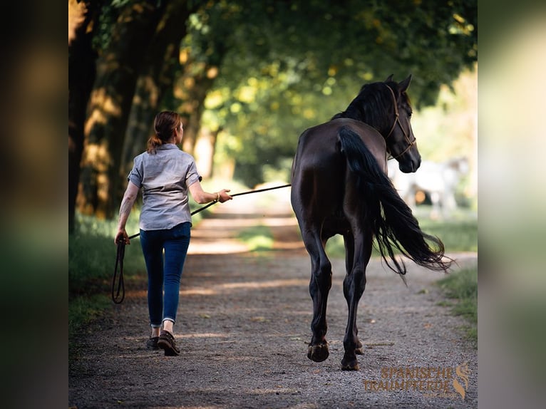 PRE Mix Wallach 4 Jahre 167 cm Rappe in Traventhal