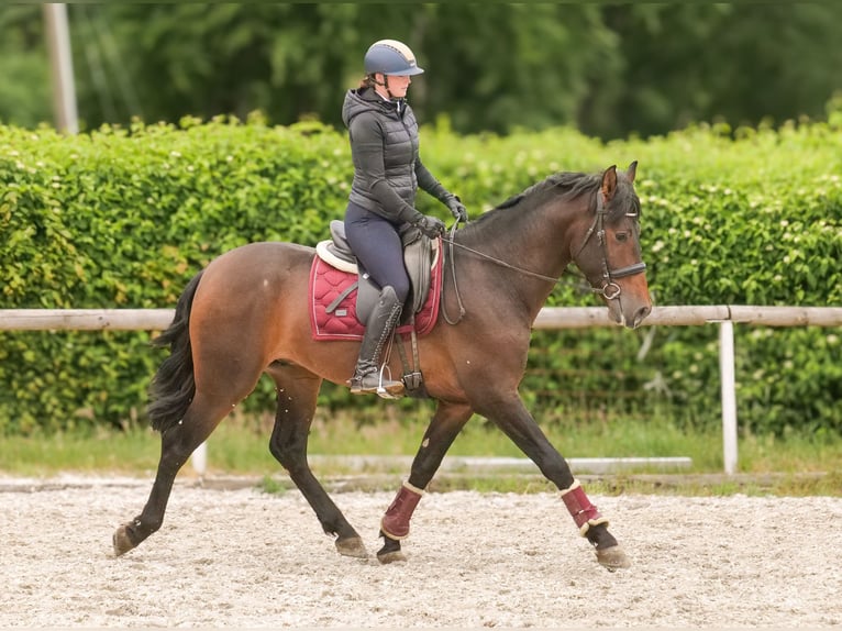 PRE Wallach 4 Jahre 168 cm Brauner in Neustadt (Wied)