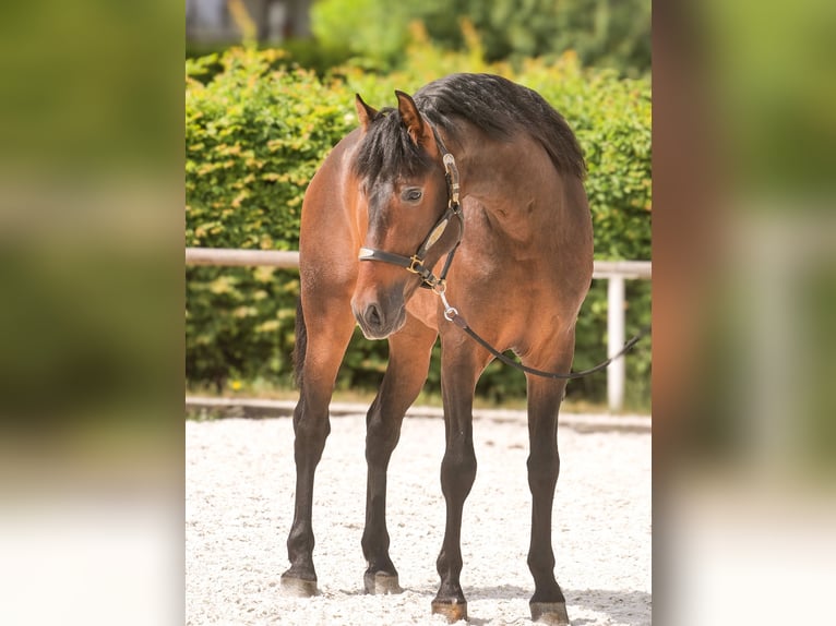 PRE Wallach 4 Jahre 168 cm Brauner in Neustadt (Wied)