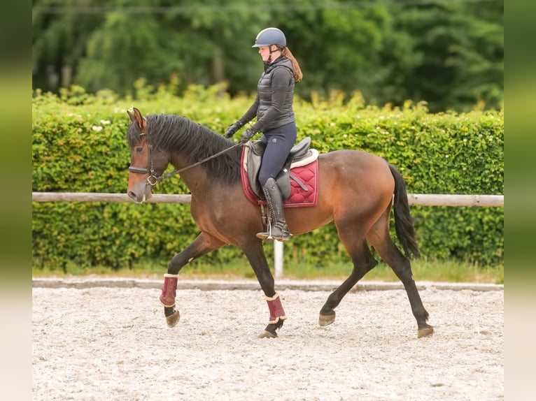 PRE Wallach 4 Jahre 168 cm Brauner in Neustadt (Wied)