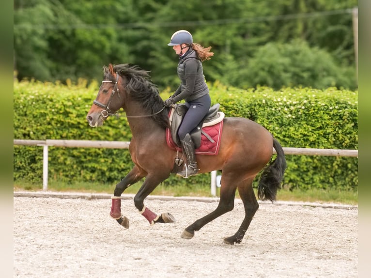 PRE Wallach 4 Jahre 168 cm Brauner in Neustadt (Wied)