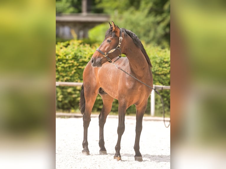 PRE Wallach 4 Jahre 168 cm Brauner in Neustadt (Wied)