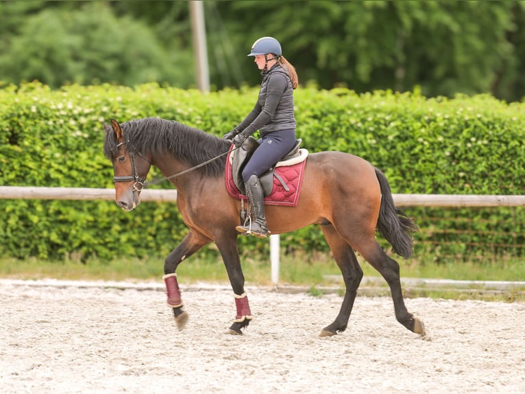 PRE Wallach 4 Jahre 168 cm Brauner in Neustadt (Wied)