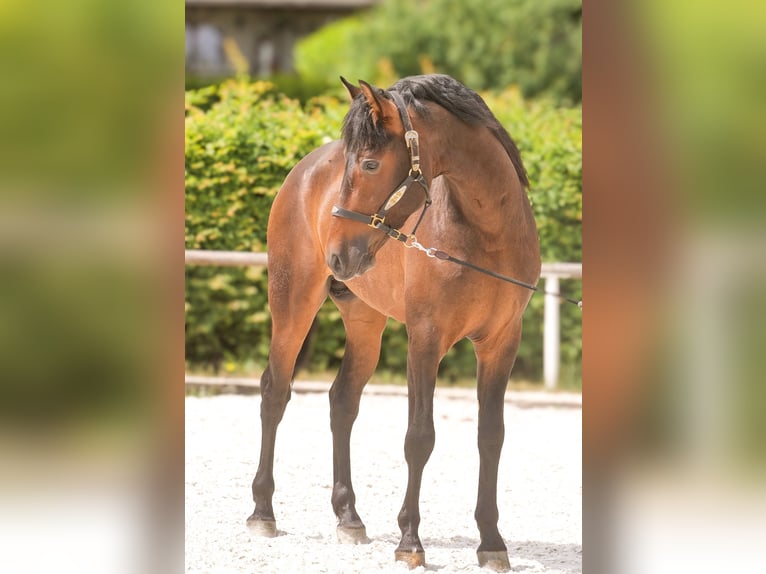 PRE Wallach 4 Jahre 168 cm Brauner in Neustadt (Wied)