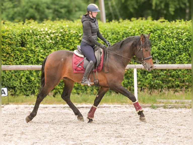 PRE Wallach 4 Jahre 168 cm Brauner in Neustadt (Wied)