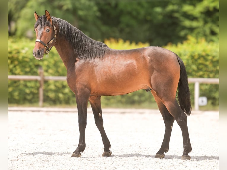 PRE Wallach 4 Jahre 168 cm Brauner in Neustadt (Wied)