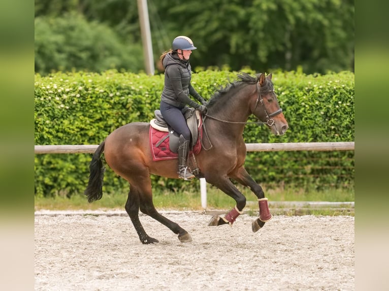 PRE Wallach 4 Jahre 168 cm Brauner in Neustadt (Wied)