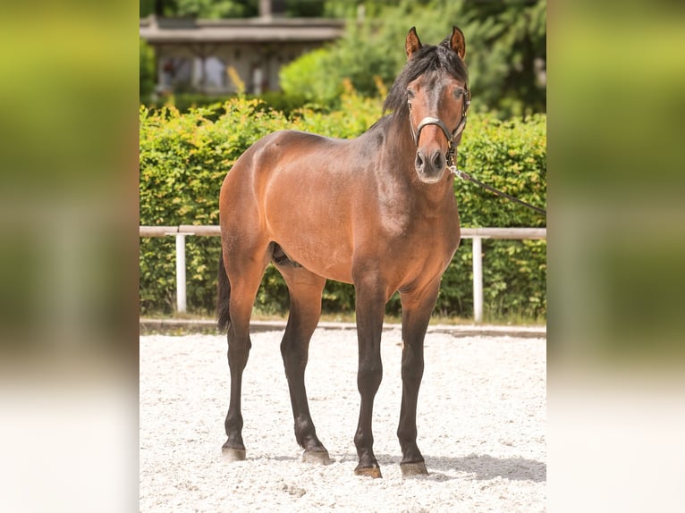 PRE Wallach 4 Jahre 168 cm Brauner in Neustadt (Wied)