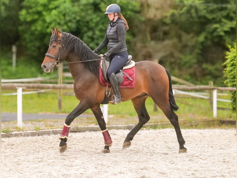 PRE Wallach 4 Jahre 168 cm Brauner in Neustadt (Wied)