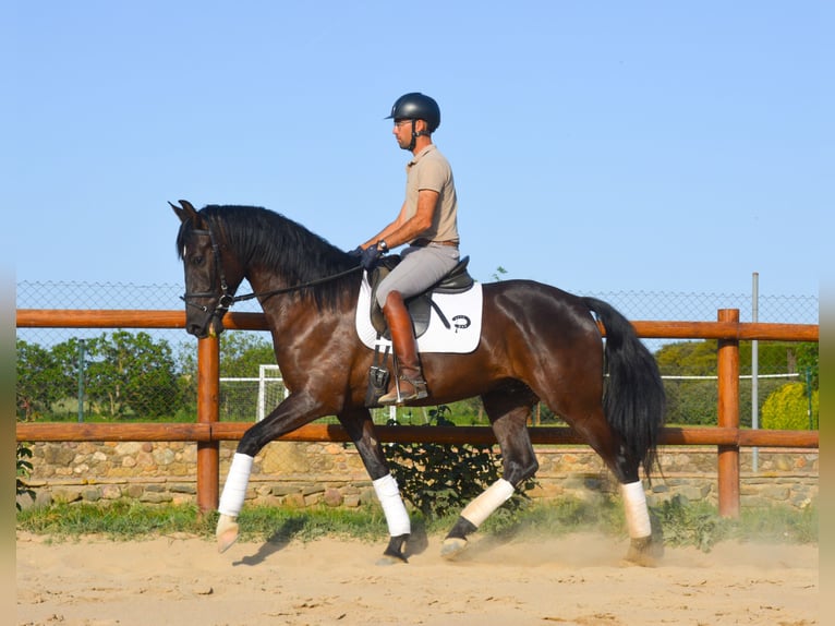 PRE Wallach 4 Jahre 168 cm Rappe in Monells