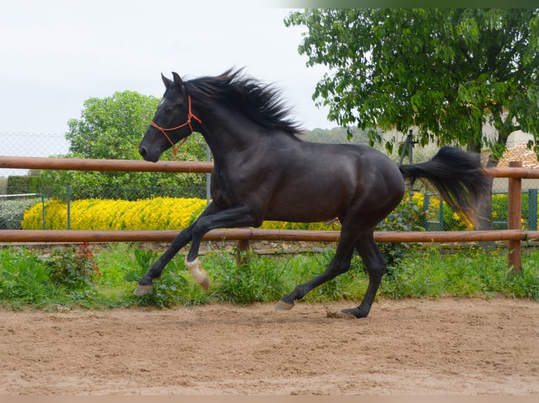 PRE Wallach 4 Jahre 168 cm Rappe in Monells