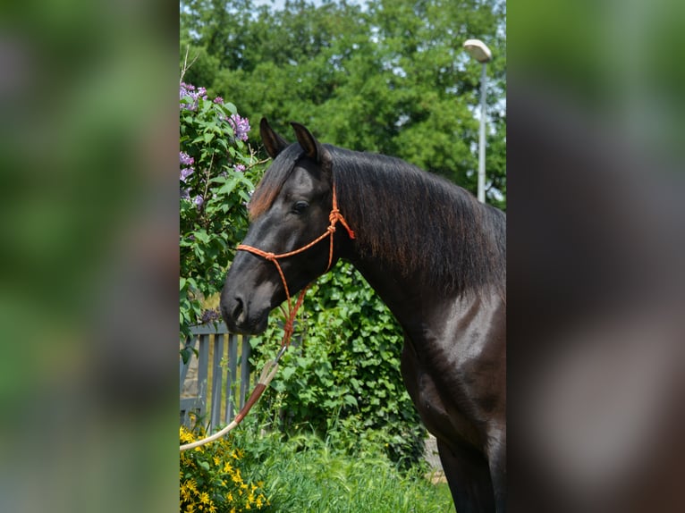 PRE Wallach 4 Jahre 168 cm Rappe in Monells