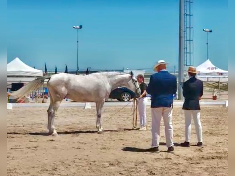 PRE Wallach 4 Jahre 168 cm Schimmel in Platja De Muro (Urbanitzacio) Mallorca