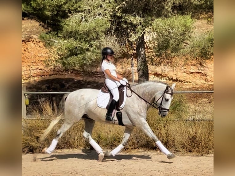 PRE Wallach 4 Jahre 168 cm Schimmel in Platja De Muro (Urbanitzacio) Mallorca