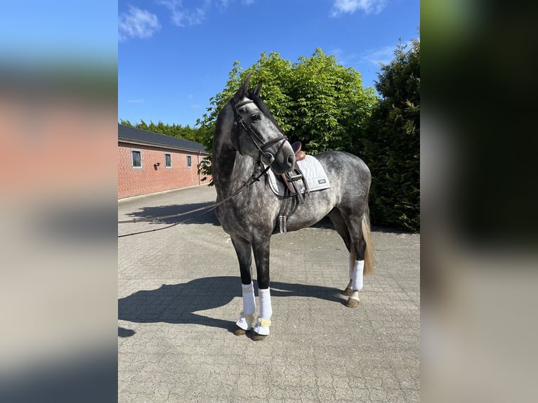 PRE Wallach 4 Jahre 169 cm Schimmel in Nidderau