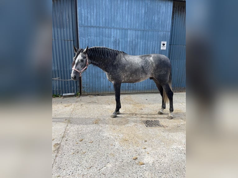 PRE Wallach 4 Jahre 169 cm Schimmel in Nidderau