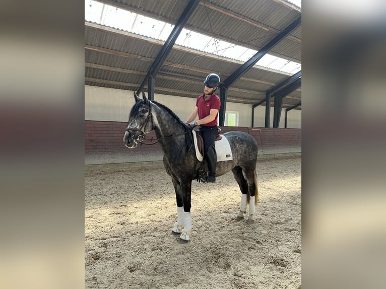 PRE Wallach 4 Jahre 169 cm Schimmel in Nidderau