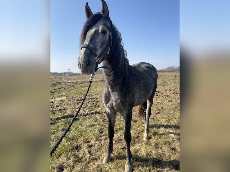 PRE Wallach 4 Jahre 169 cm Schimmel in Nidderau