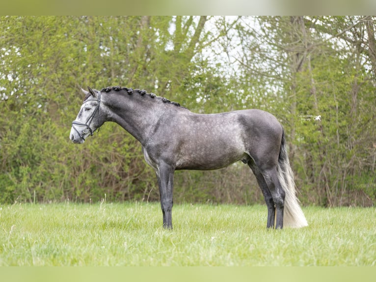 PRE Wallach 4 Jahre 169 cm Schimmel in Hoogeloon