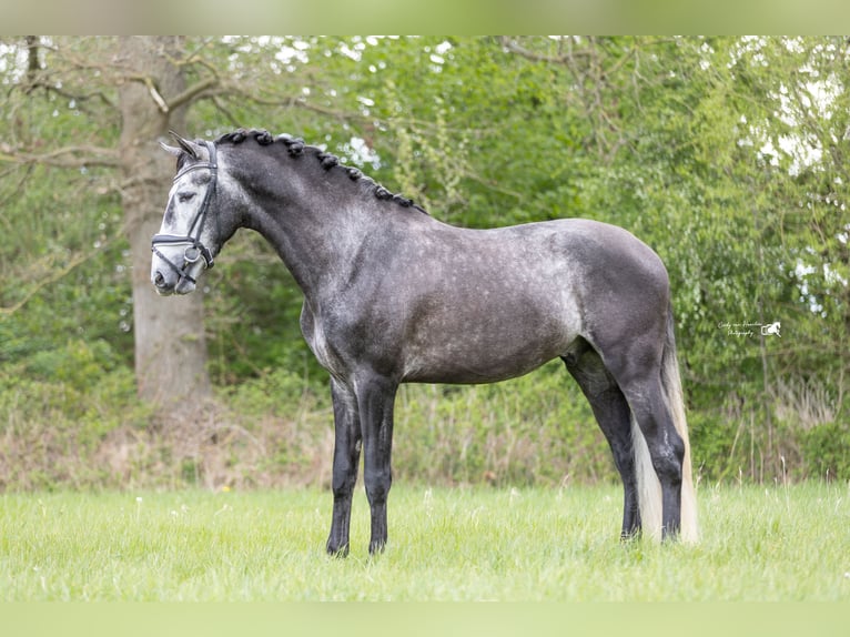 PRE Wallach 4 Jahre 169 cm Schimmel in Hoogeloon