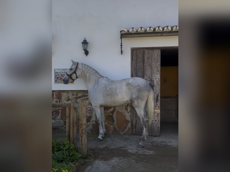 PRE Wallach 4 Jahre 170 cm Apfelschimmel in Malaga, Andalusia