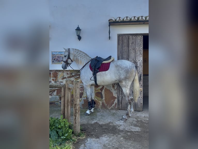 PRE Wallach 4 Jahre 170 cm Apfelschimmel in Malaga, Andalusia