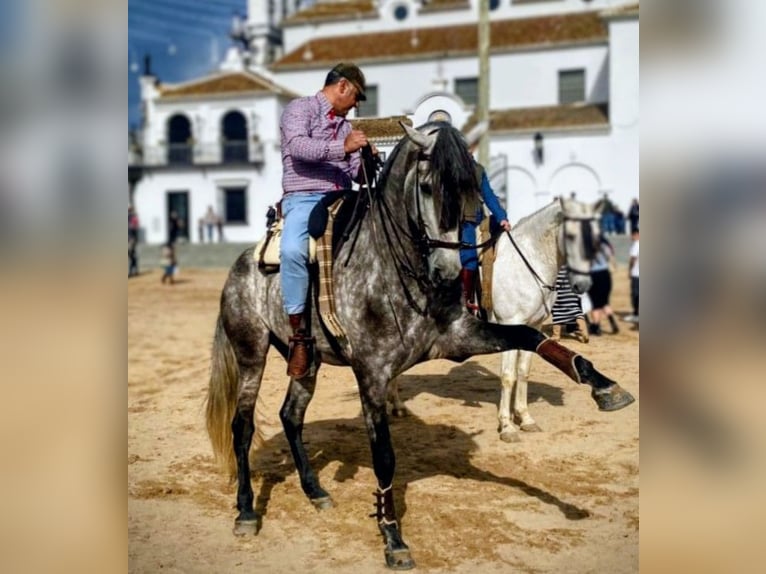 PRE Mix Wallach 4 Jahre 170 cm Apfelschimmel in Sevilla