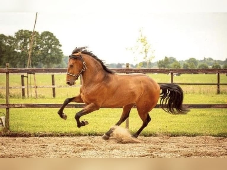 PRE Mix Wallach 4 Jahre 170 cm Brauner in Windhagen
