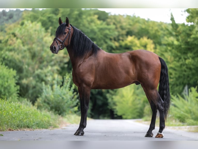 PRE Mix Wallach 4 Jahre 170 cm Brauner in Windhagen