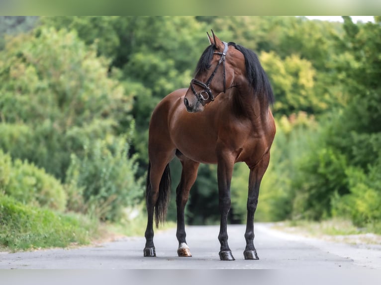 PRE Mix Wallach 4 Jahre 170 cm Brauner in Windhagen