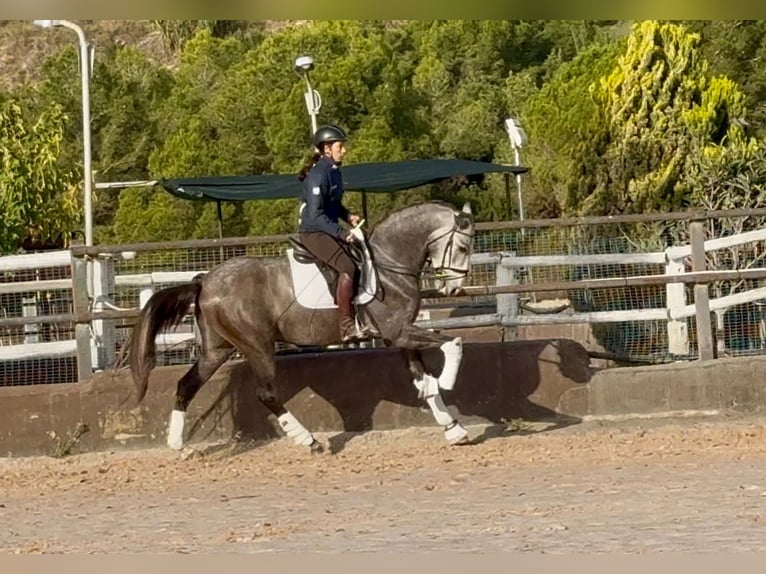 PRE Mix Wallach 4 Jahre 170 cm Schimmel in Santa Perpetua de Mogoda