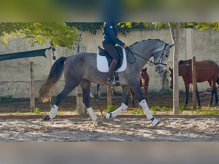 PRE Mix Wallach 4 Jahre 170 cm Schimmel in Santa Perpetua de Mogoda