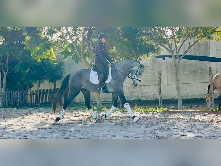 PRE Mix Wallach 4 Jahre 170 cm Schimmel in Santa Perpetua de Mogoda