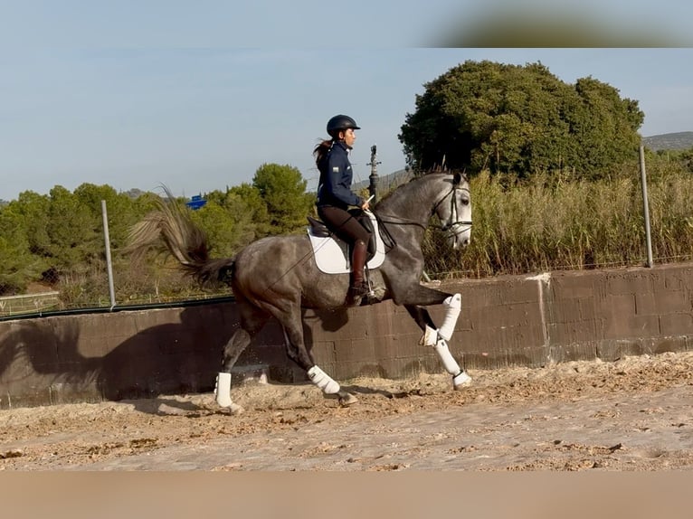 PRE Mix Wallach 4 Jahre 170 cm Schimmel in Santa Perpetua de Mogoda